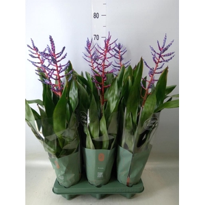 Aechmea  'Blue Rain'