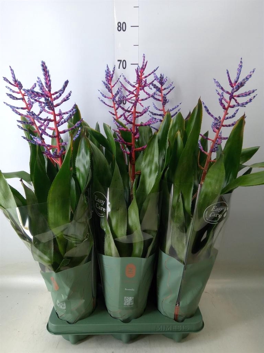 <h4>Aechmea  'Blue Rain'</h4>