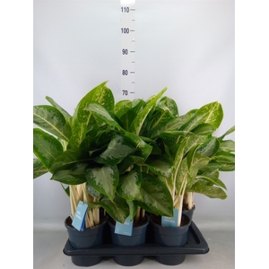 Aglaonema   ...