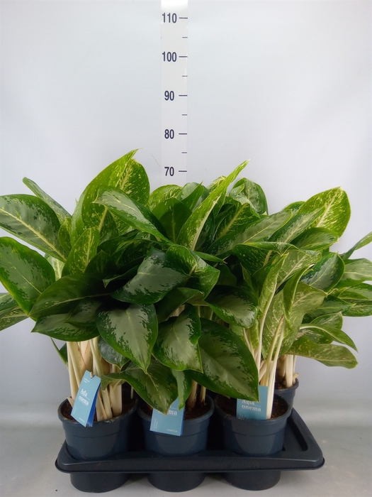 <h4>Aglaonema   ...</h4>
