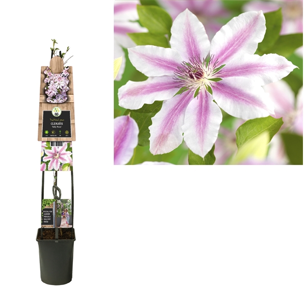 <h4>Clematis 'Nelly Moser' 3.0 label C5</h4>