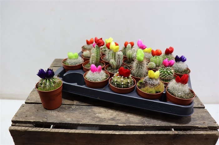 <h4>Cactus Versierd</h4>