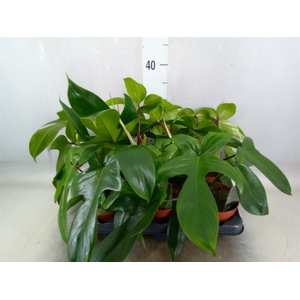Philodendron   ...