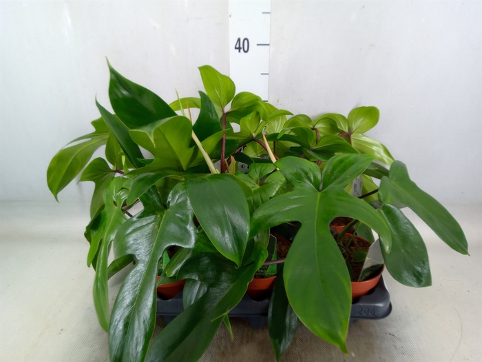 <h4>Philodendron   ...</h4>