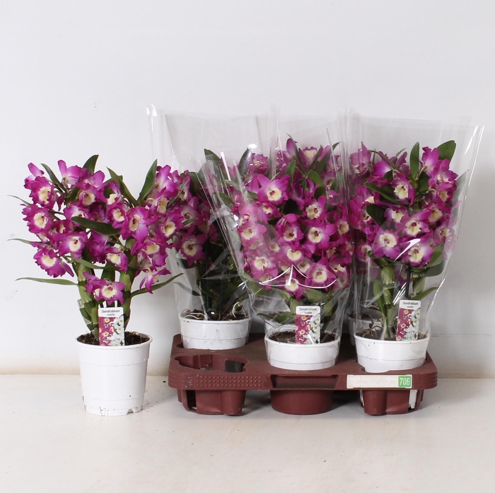 <h4>DEND NOBILE</h4>