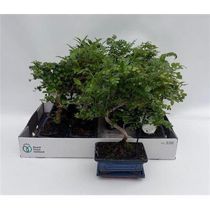Bonsai gemengd