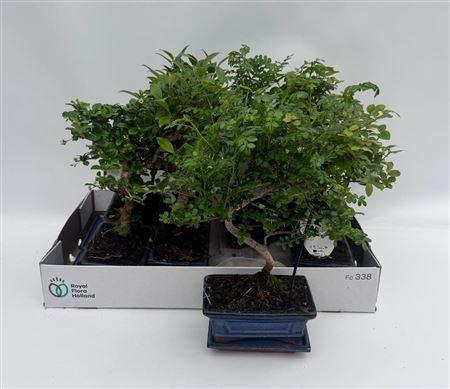 <h4>Bonsai gemengd</h4>