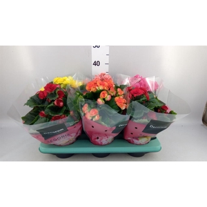 Begonia elat. DU   ...mix
