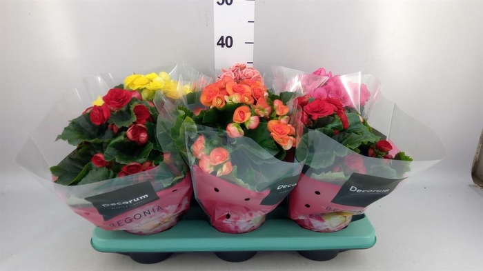 <h4>Begonia elat. DU   ...mix</h4>