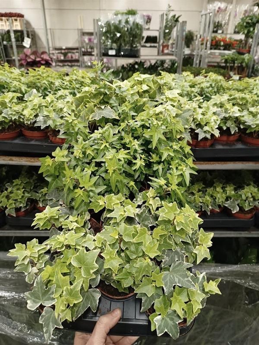 <h4>Hedera helix gemengd</h4>