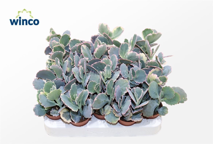 Kalanchoe Fedtschenkoi Variagata