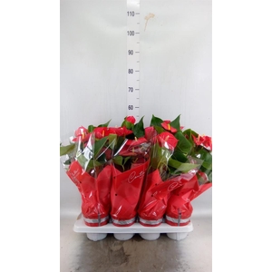Anthurium andr. 'Casparo'