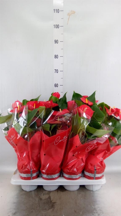 <h4>Anthurium andr. 'Casparo'</h4>