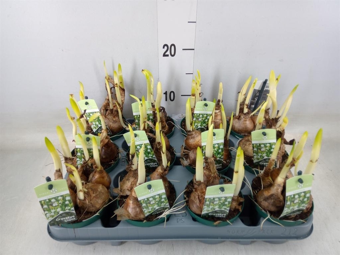 <h4>Leucojum aestivum</h4>