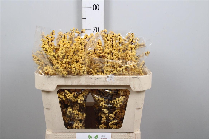 <h4>Ilex Ve Mag Citronella</h4>