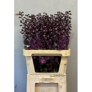 Delphinium Magenta Mojo