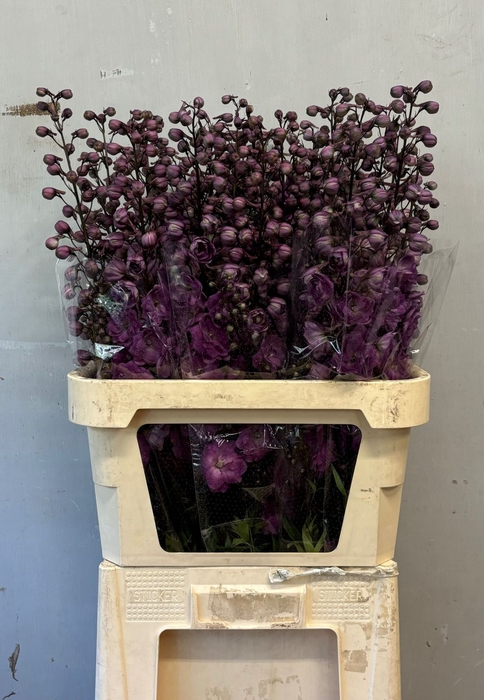 <h4>Delphinium Magenta Mojo</h4>