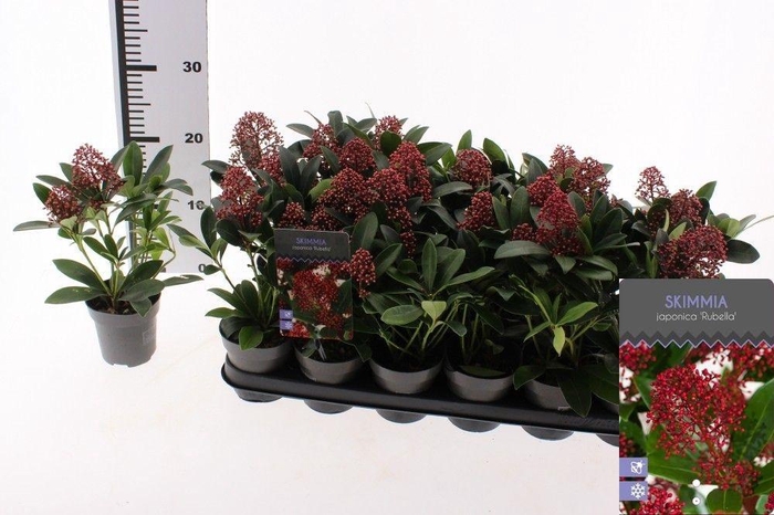 <h4>SKIM J RUBELLA</h4>