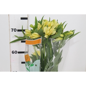 ALSTROEMERIA MELLOW YELLOW 080 CM