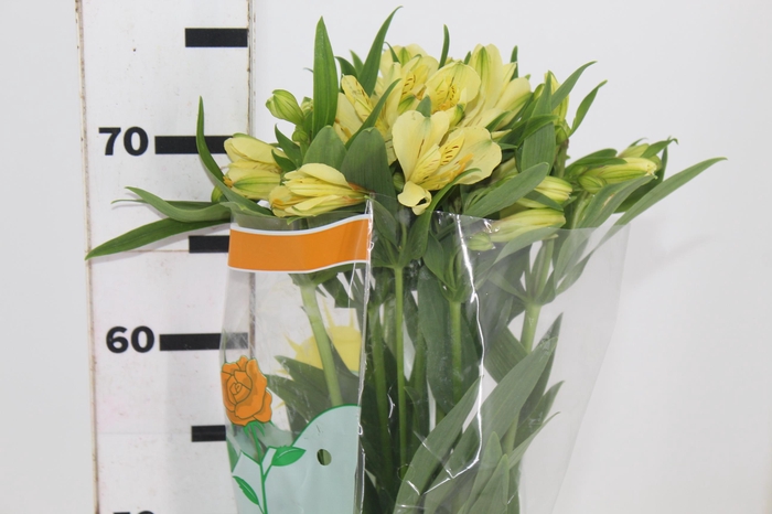 <h4>ALSTROEMERIA MELLOW YELLOW 080 CM</h4>