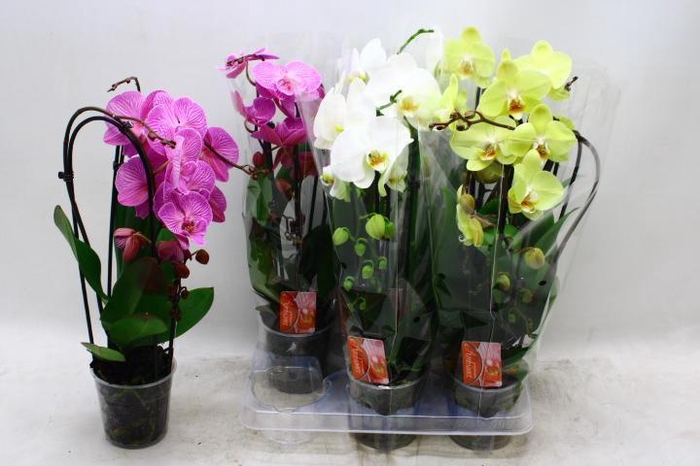 <h4>PHAL EL CASCADE</h4>