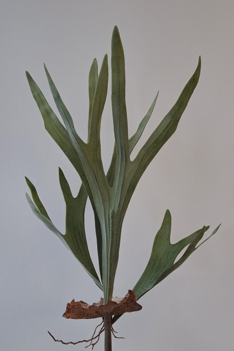 <h4>Af Platycerium 61cm 4lvs Groen</h4>