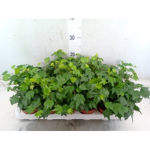 Hedera helix 'Green Ripple'