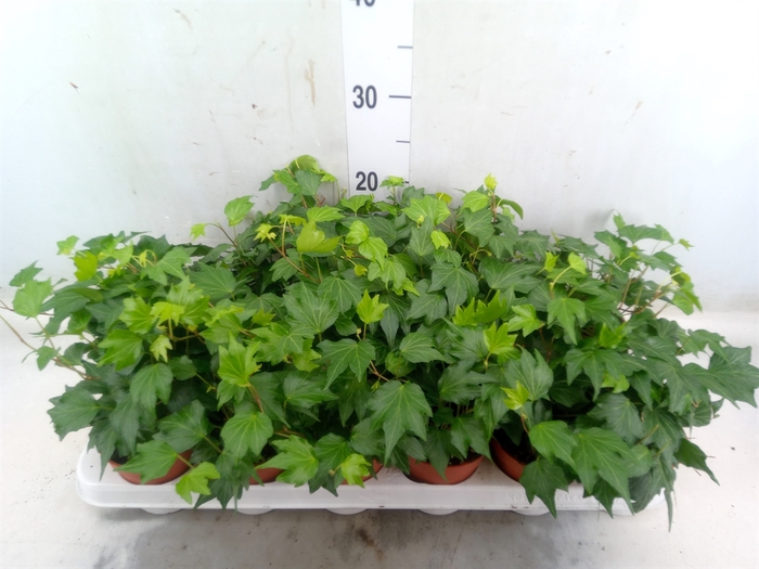 <h4>Hedera helix 'Green Ripple'</h4>