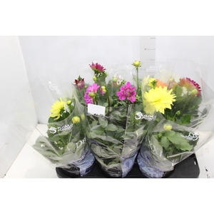 DAHLIA XXL P15
