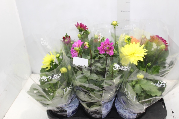 <h4>DAHLIA XXL P15</h4>