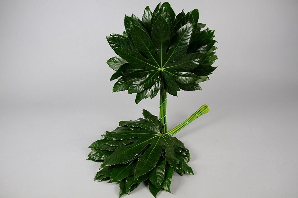 <h4>Aralia Green Ocean</h4>