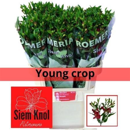 <h4>Alst Fl Sangria</h4>