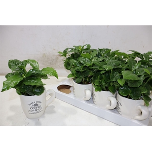 arr8 Coffea Arabica
