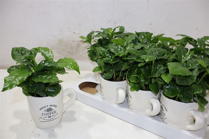 <h4>Coffea Arabica</h4>