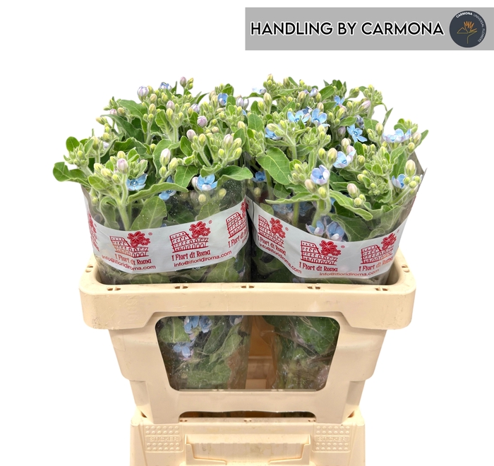 <h4>OXY CO TAN PURE BLU</h4>