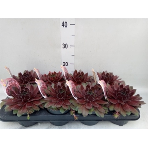 Sempervivum  'ChickCh'   ...mix