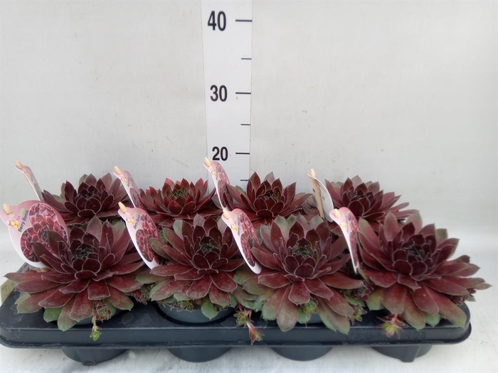 <h4>Sempervivum  'ChickCh'   ...mix</h4>