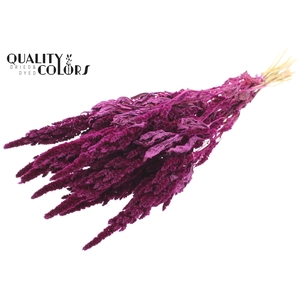 Amaranthus per bunch Lilac