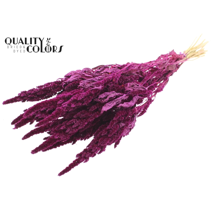 <h4>Amaranthus per bunch Lilac</h4>