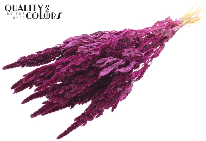 Amaranthus per bunch Lilac