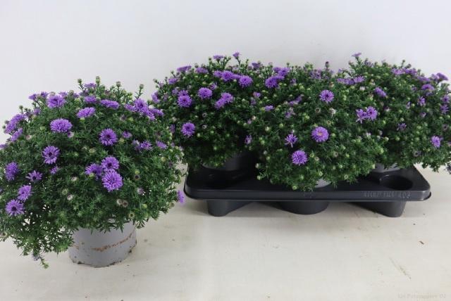 <h4>ASTER D AL D PURP LA</h4>