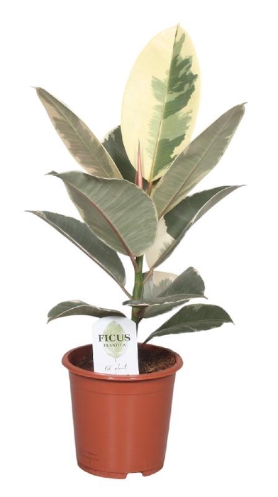 <h4>Ficus Elastica Tineke</h4>