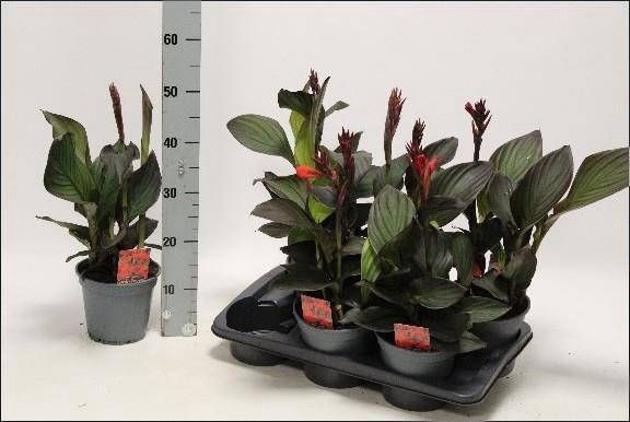 <h4>CANNA ISLAND S GEM</h4>