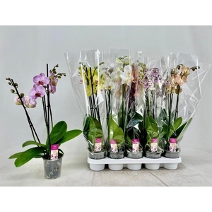PHAL GEM