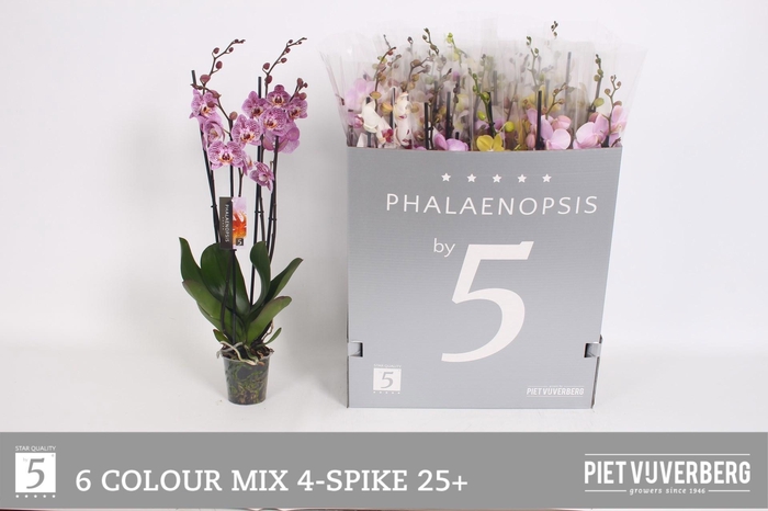 <h4>PHAL GEM 6 KL</h4>