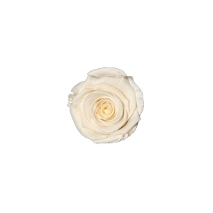 Rose Cream Fancy pres.