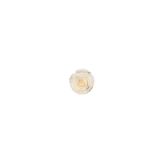 <h4>Rose Cream Fancy pres.</h4>