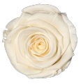Rose Cream Fancy pres.
