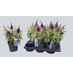 Budd Bfc Litt Purple
