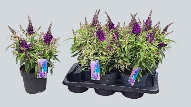 <h4>BUDD BFC LITT PURPLE</h4>